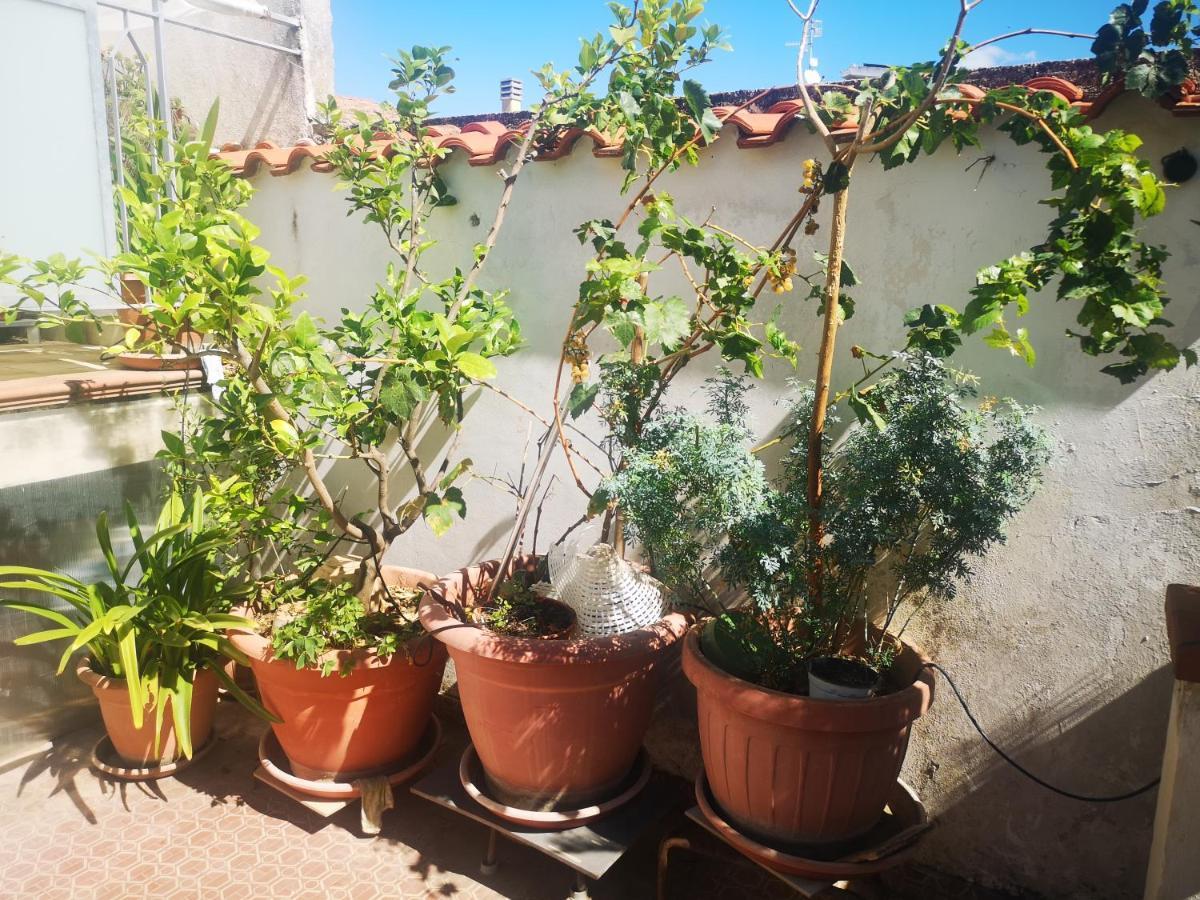 Apartamento Casa Carmela Cellole Exterior foto
